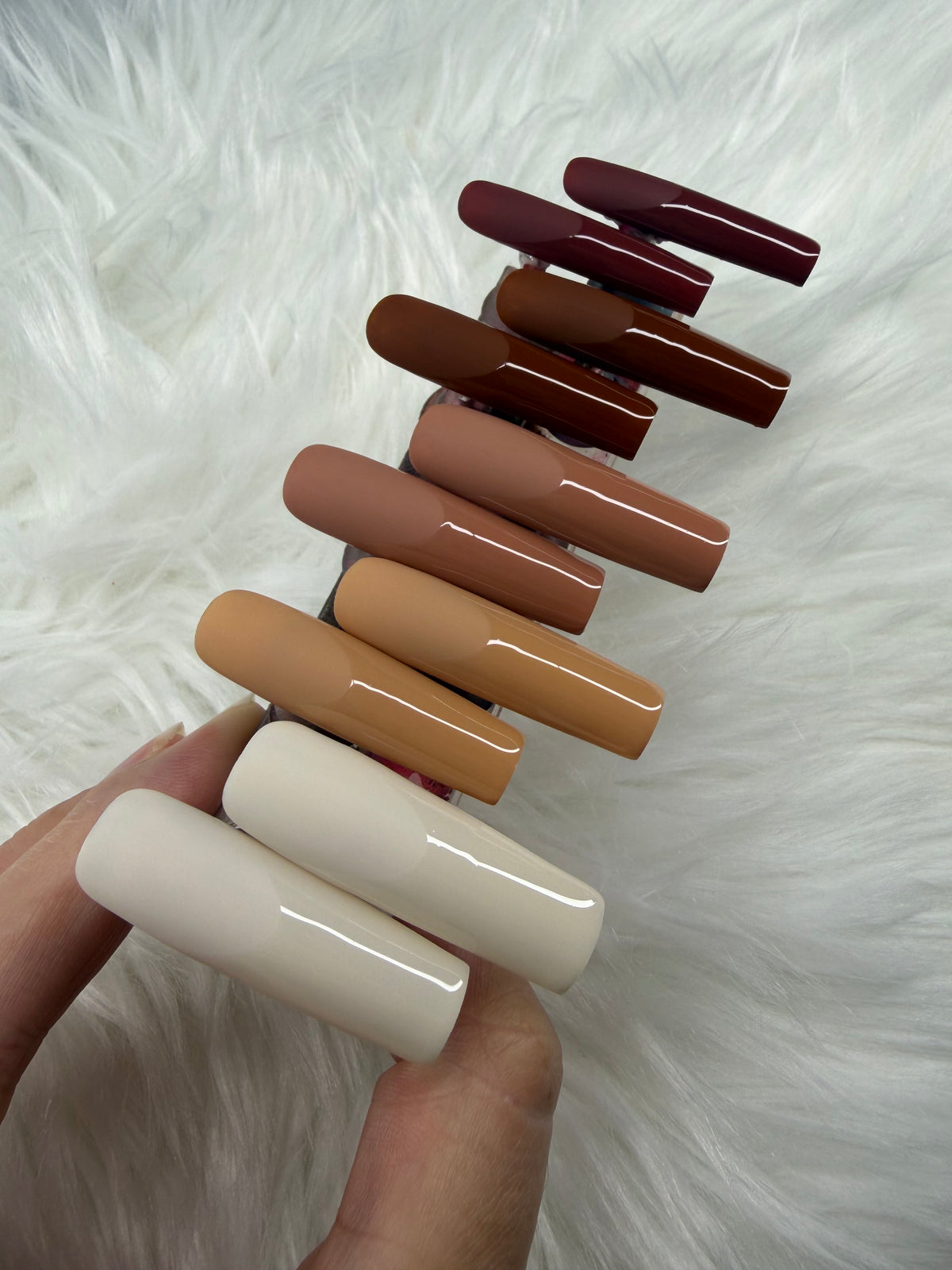 Glossed Frenchie