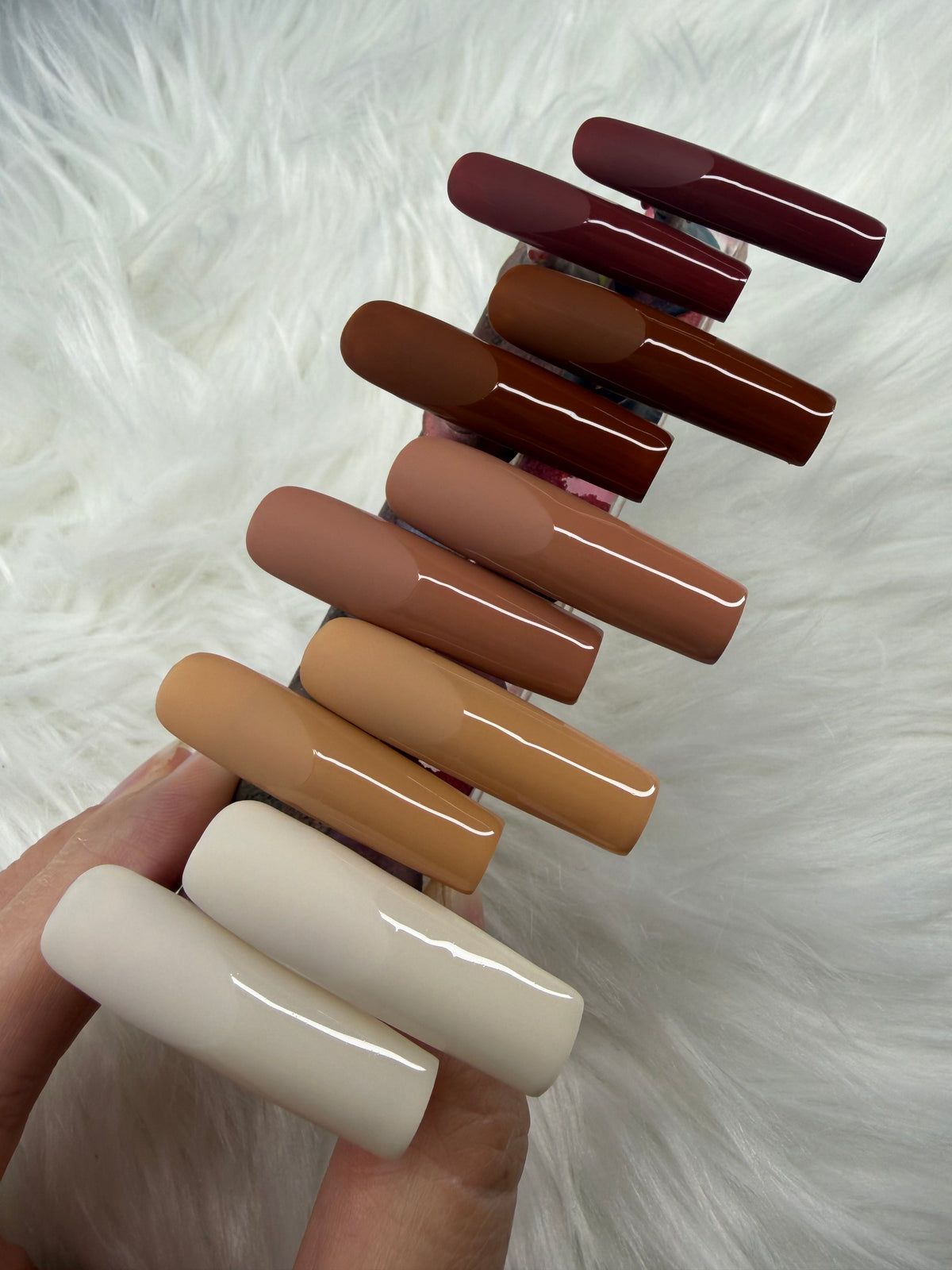 Glossed Frenchie